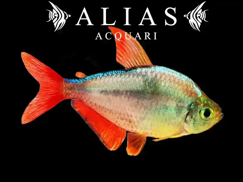 Moenkhausia Columbiana Gold