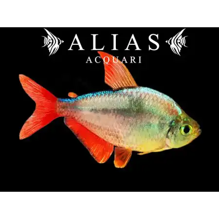 Moenkhausia Columbiana Gold