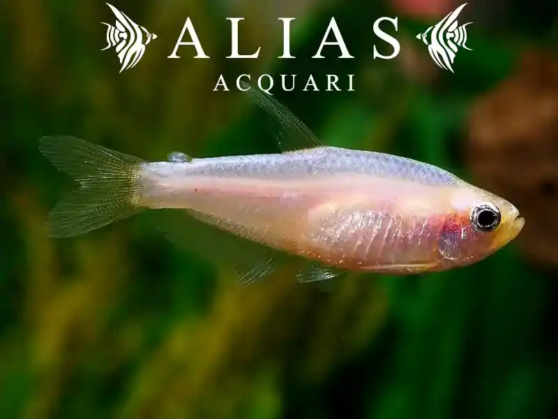 Inpaichthys Kerri gold