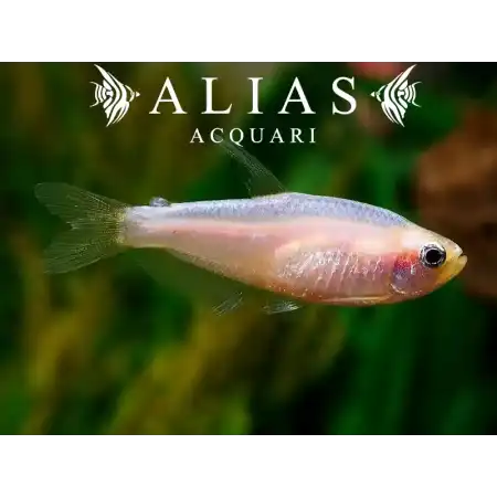 Inpaichthys Kerri gold