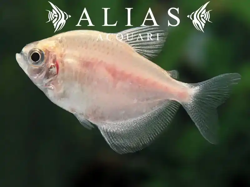 Gymnocorymbus Ternetzi gold