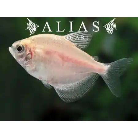 Gymnocorymbus Ternetzi gold