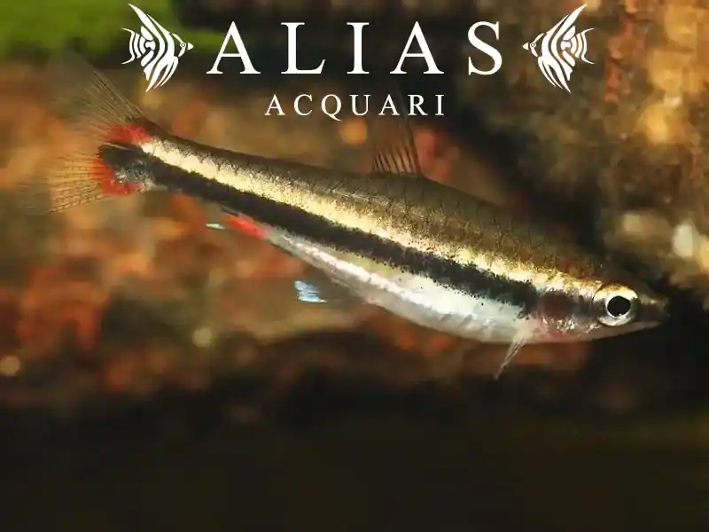 Nannostomus Beckfordi