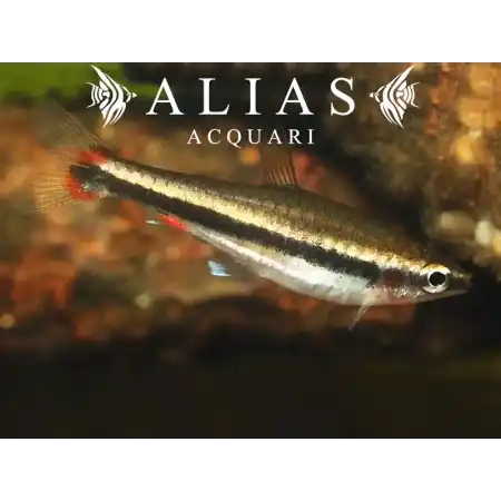 Nannostomus Beckfordi