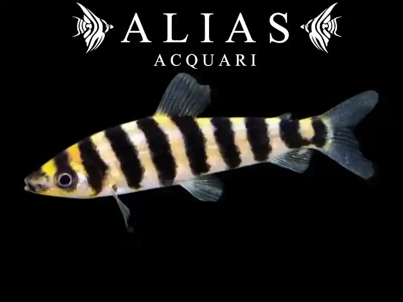 Leporinus affinis