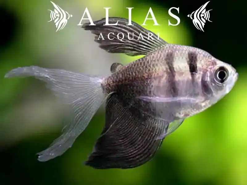 Gymnocorymbus Ternetzi long fin