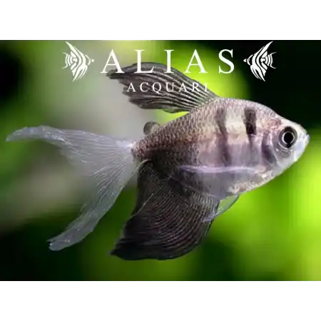 Gymnocorymbus Ternetzi long fin