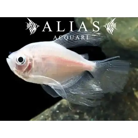 Gymnocorymbus ternetzi gold long fin