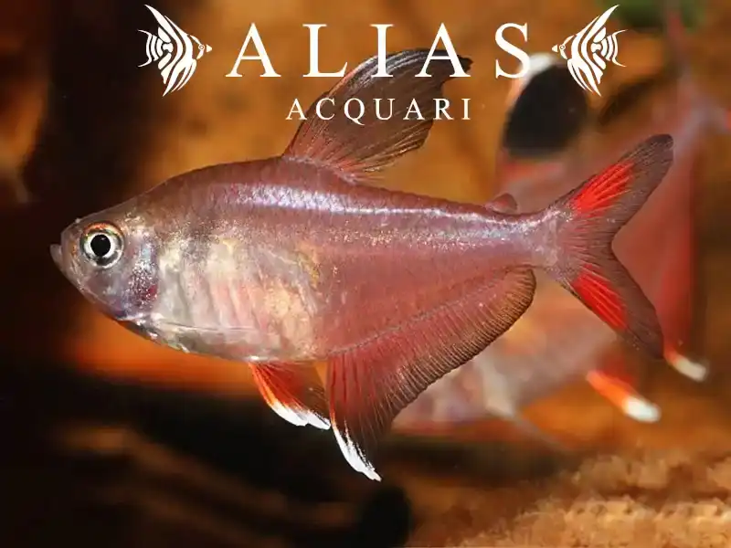 Hyphessobrycon Bentosi