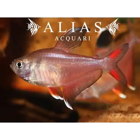 Hyphessobrycon Bentosi