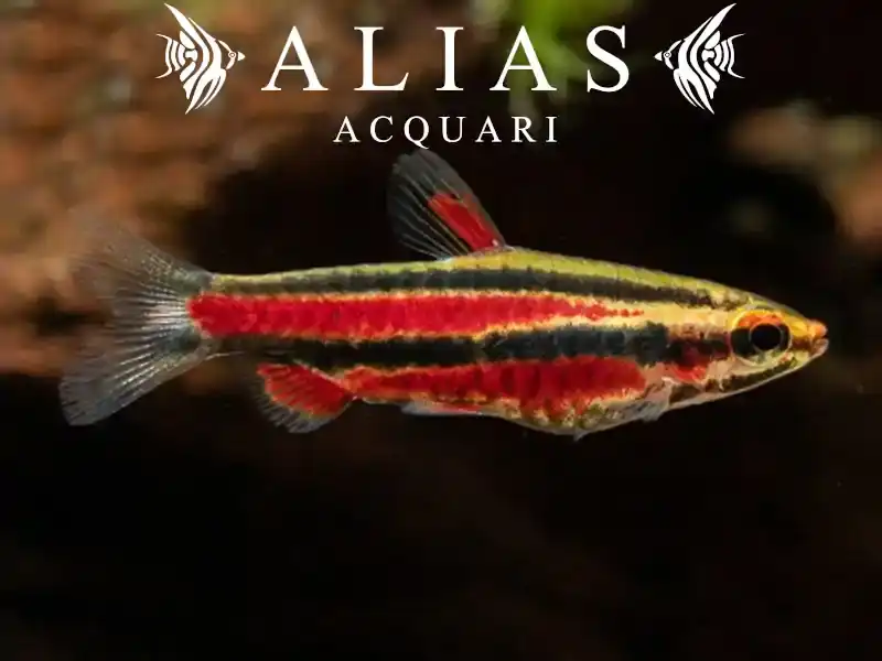Nannostomus rubrocaudatus Perù Red II