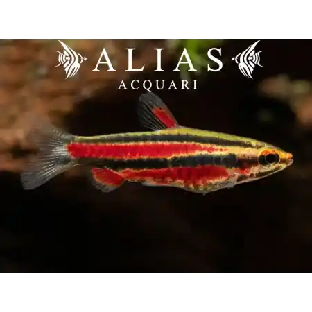 Nannostomus rubrocaudatus Perù Red II