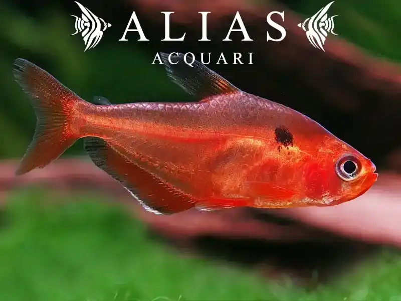 Hyphessobrycon Callistus