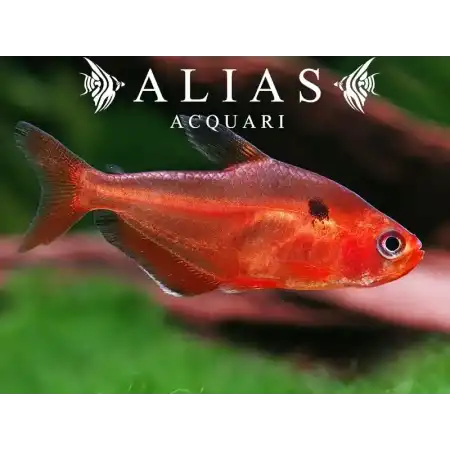 Hyphessobrycon Callistus