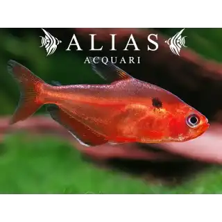 Hyphessobrycon Callistus