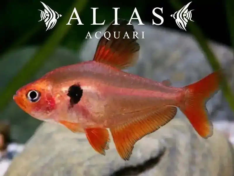 Megalamphodus Sweglesi