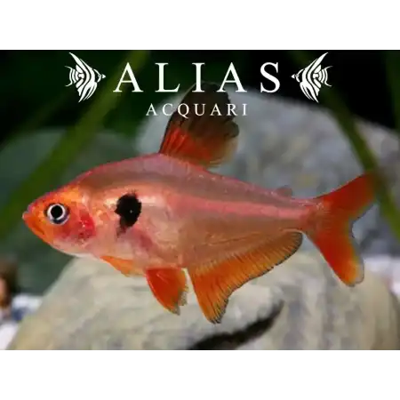 Megalamphodus Sweglesi