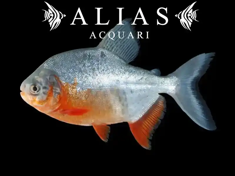 Piaractus Colossoma Brachypomus