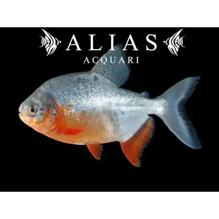 Piaractus Colossoma Brachypomus