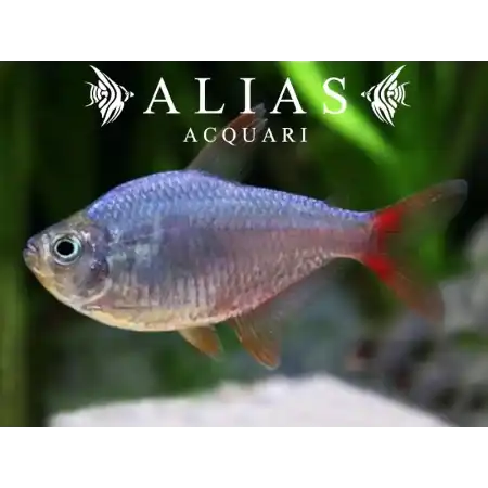 Moenkhausia Columbiana red-blue
