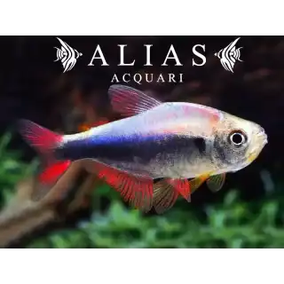 Hyphessobrycon sp. Peru