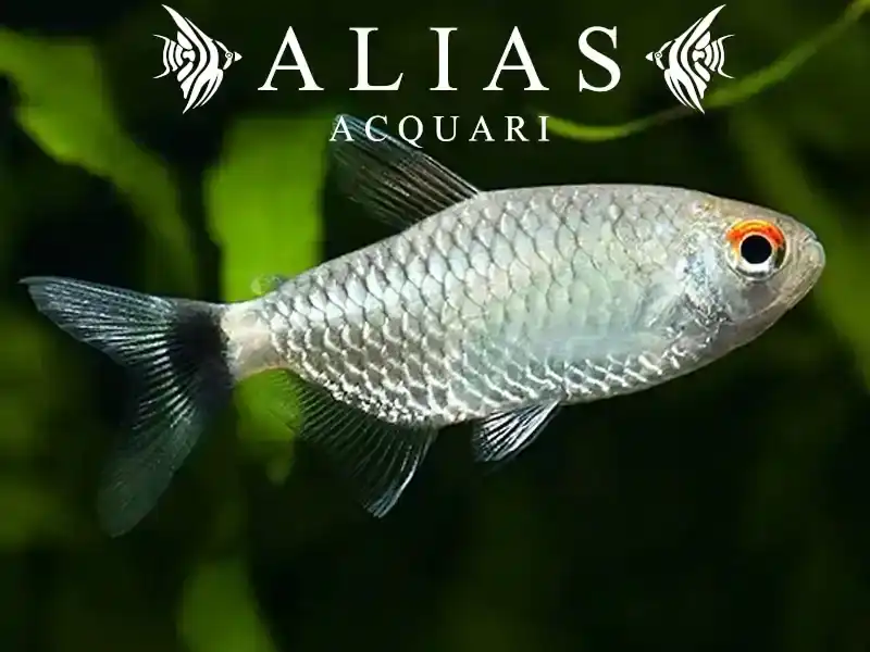 Moenkhausia Sanctaefilomenae