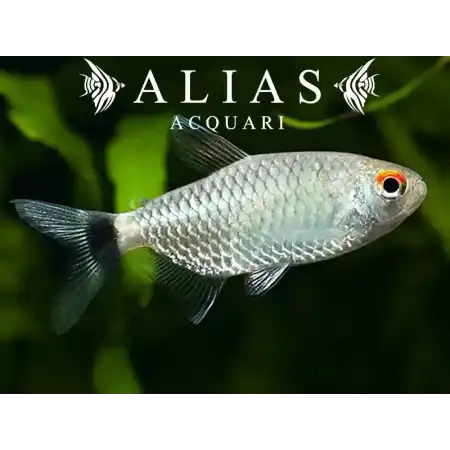 Moenkhausia Sanctaefilomenae