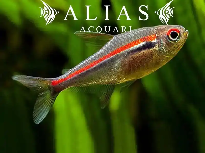 Hyphessobrycon Amapaensis