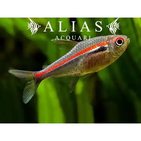 Hyphessobrycon Amapaensis