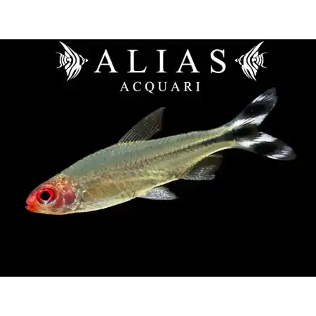 Hemigrammus Rhodostomus