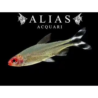 Hemigrammus Rhodostomus