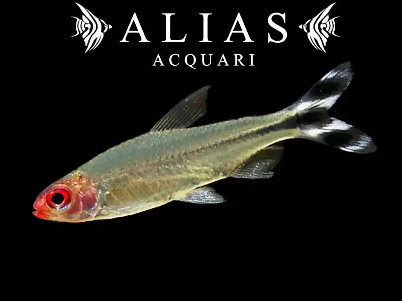 Hemigrammus Rhodostomus