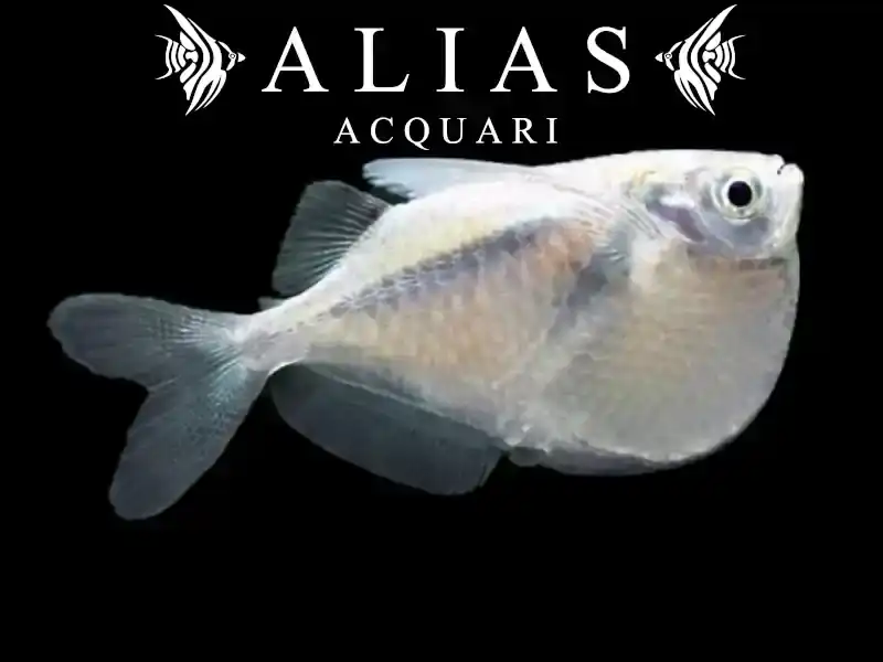 Thoracocharax stellatus