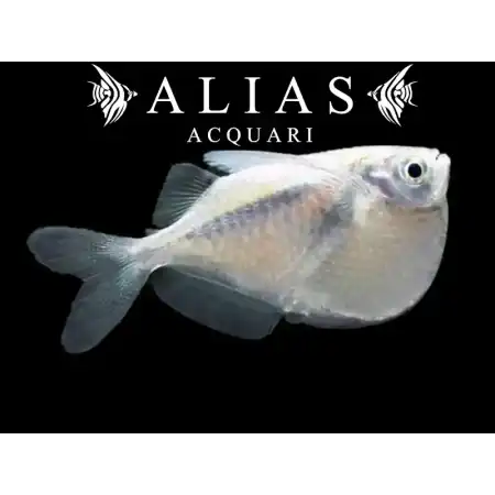 Thoracocharax stellatus