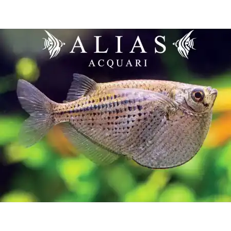 Gasteropelecus maculatus