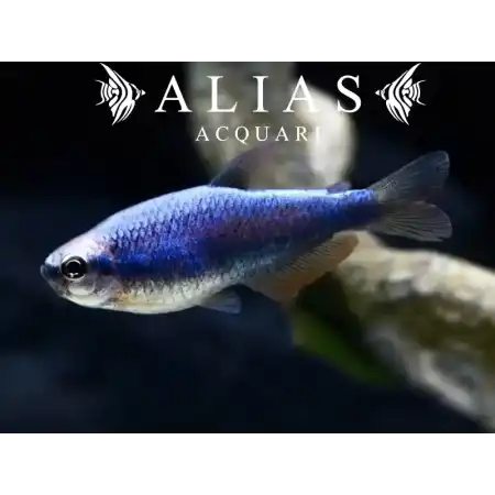 Inpaichthys kerri superblue