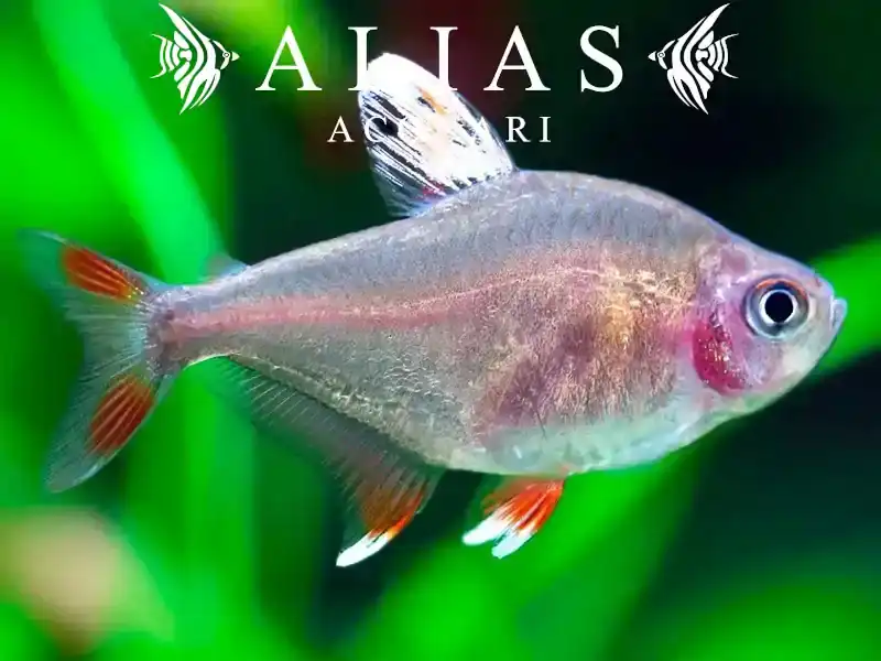 Hyphessobrycon Bentosi white fin