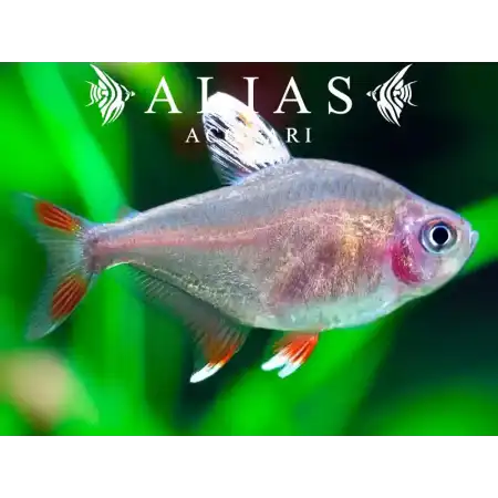 Hyphessobrycon Bentosi white fin
