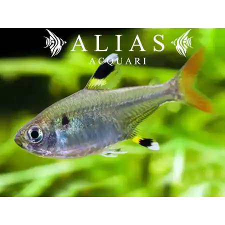 Pristella Maxillaris