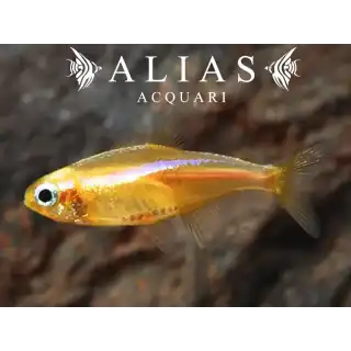 Paracheirodon Innesi yellow