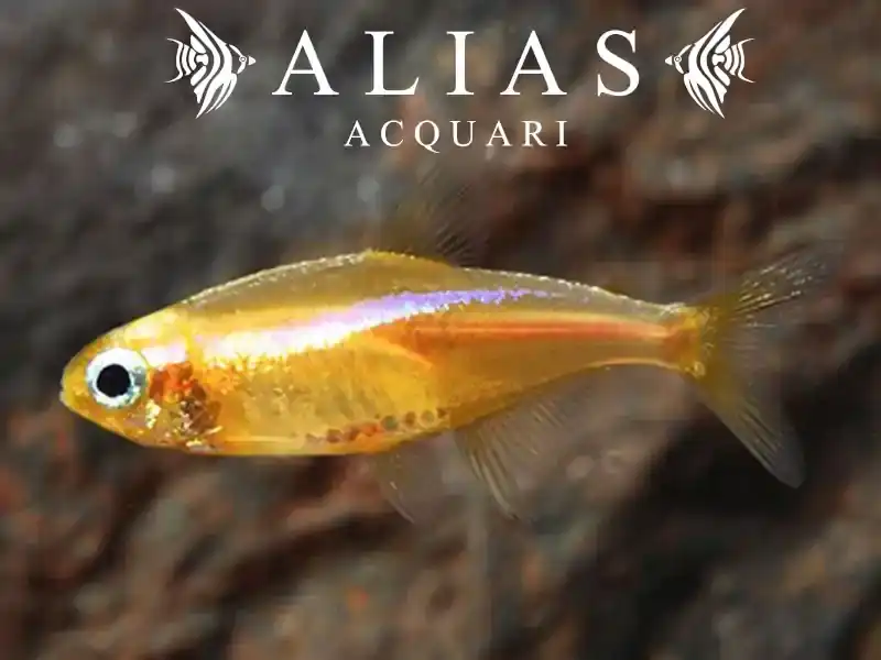 Paracheirodon Innesi yellow