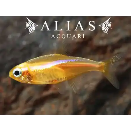 Paracheirodon Innesi yellow