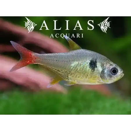 Megalamphodus Roseus