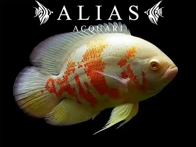 Astronotus Ocellatus Albino