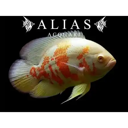 Astronotus Ocellatus Albino