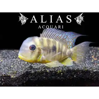 Gymnogeophagus balzanii