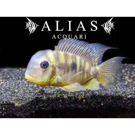 Gymnogeophagus balzanii