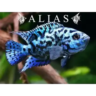 Cichlasoma Blue Jack Dempsey