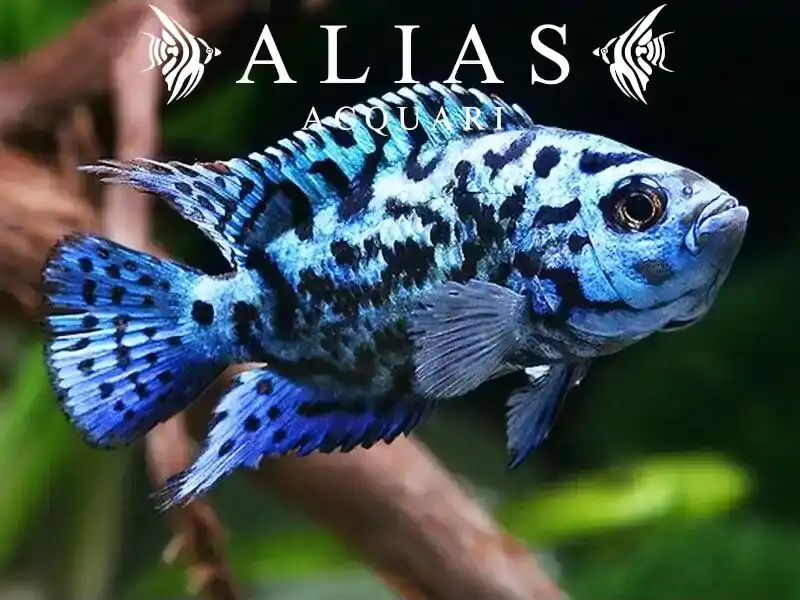 Cichlasoma Blue Jack Dempsey