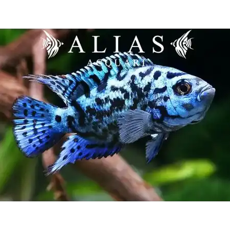 Cichlasoma Blue Jack Dempsey